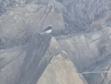 Arabian Wheatear