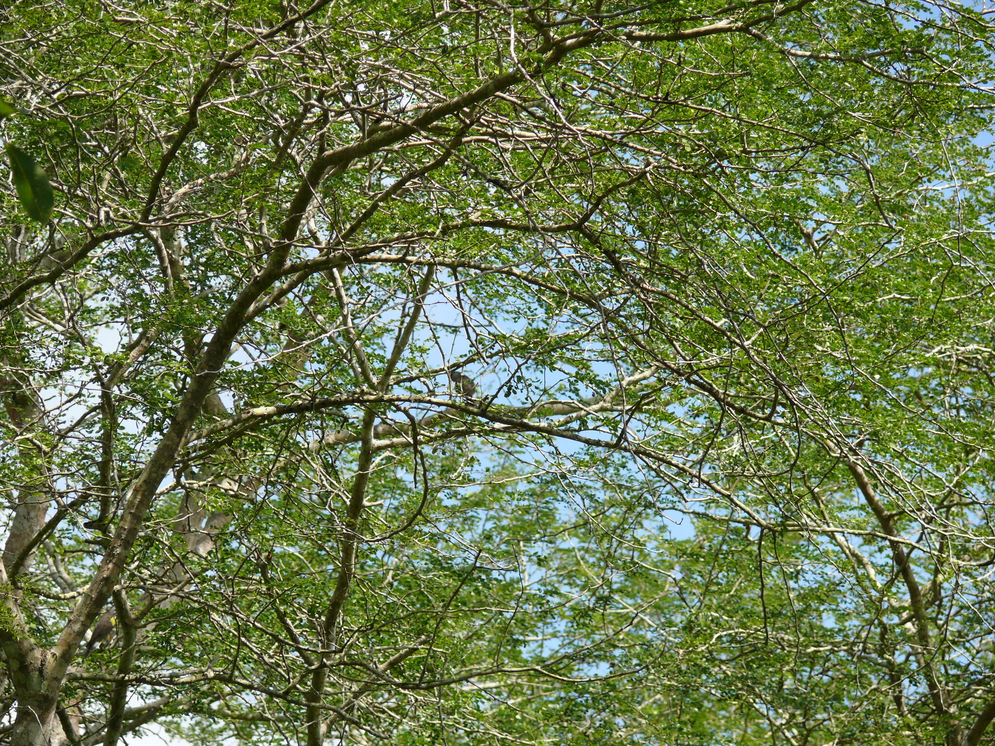 Rüppell's Parrot (Poicephalus rueppellii), photo 2