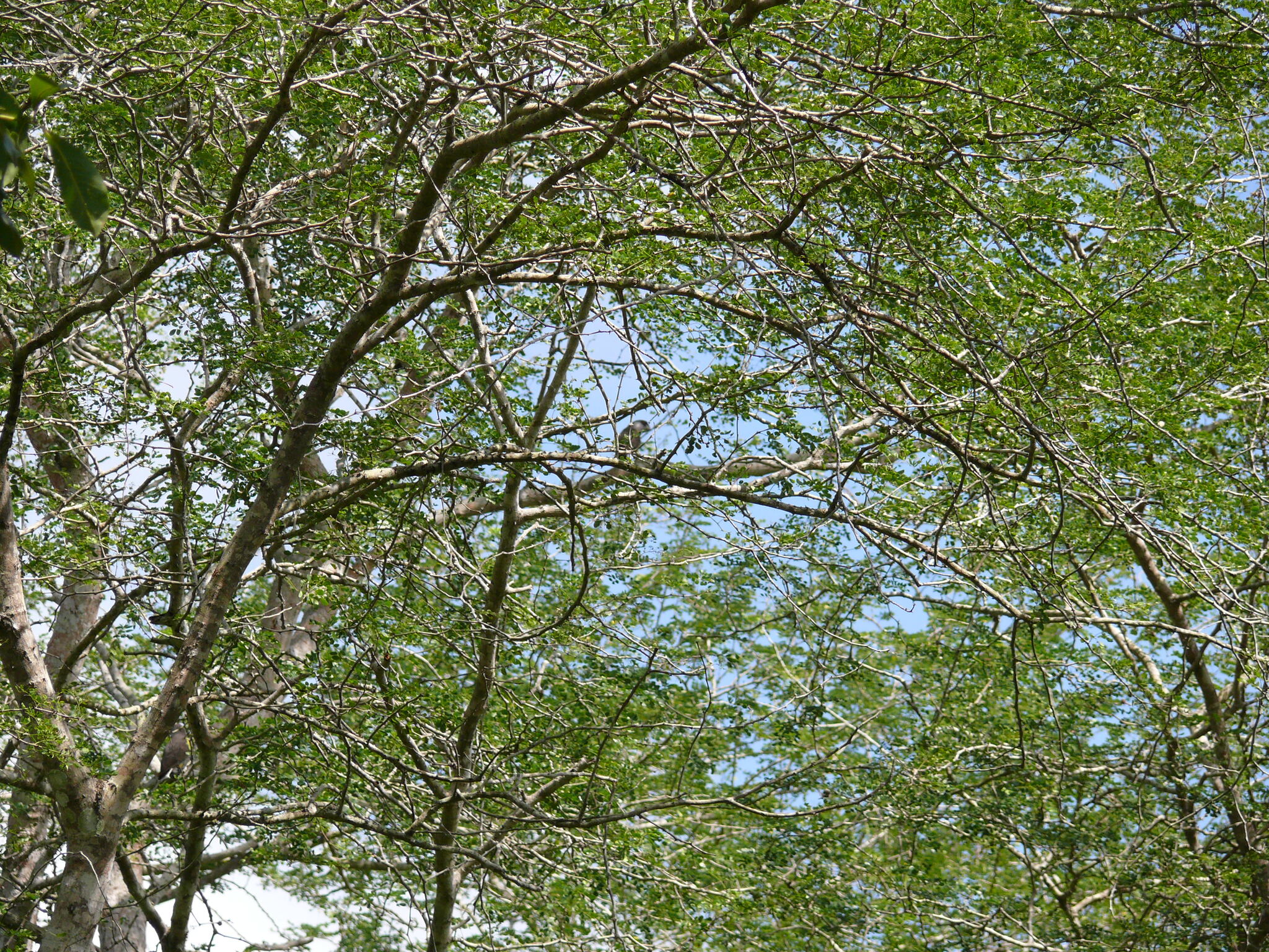 Rüppell's Parrot (Poicephalus rueppellii), photo 4