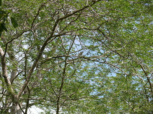 Rüppell's Parrot (Poicephalus rueppellii)