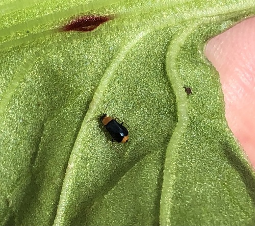 Ebaeus collaris