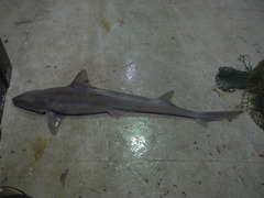 Mustelus sinusmexicanus