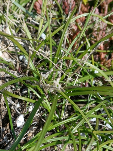 Hyacinthoides mauritanica (Hyacinthoides mauritanica)