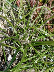 Hyacinthoides mauritanica