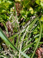 Hyacinthoides mauritanica, photograph author not stated, no rights reserved