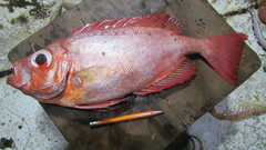 Priacanthus arenatus