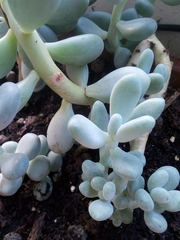 Pachyphytum
