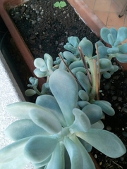 Pachyphytum