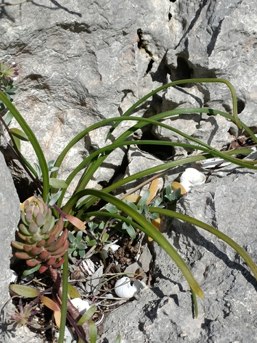 Hyacinthoides mauritanica, photograph 3