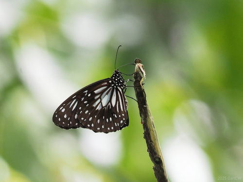 Tirumala ishmoides