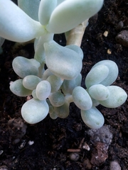 Pachyphytum