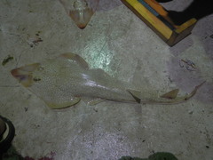 Pseudobatos lentiginosus