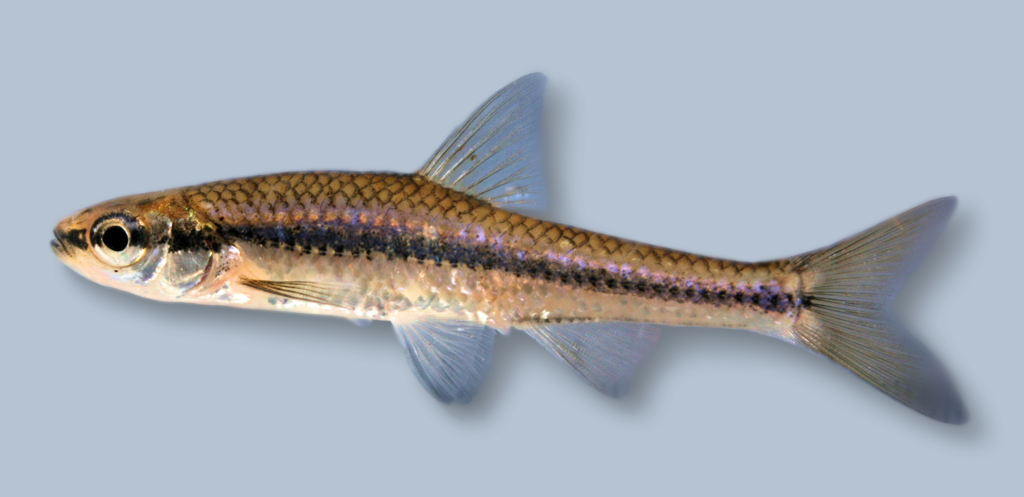 Blackchin shiner (Notropis heterodon) — Cyprinidae
