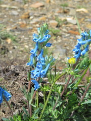 Corydalis pachycentra