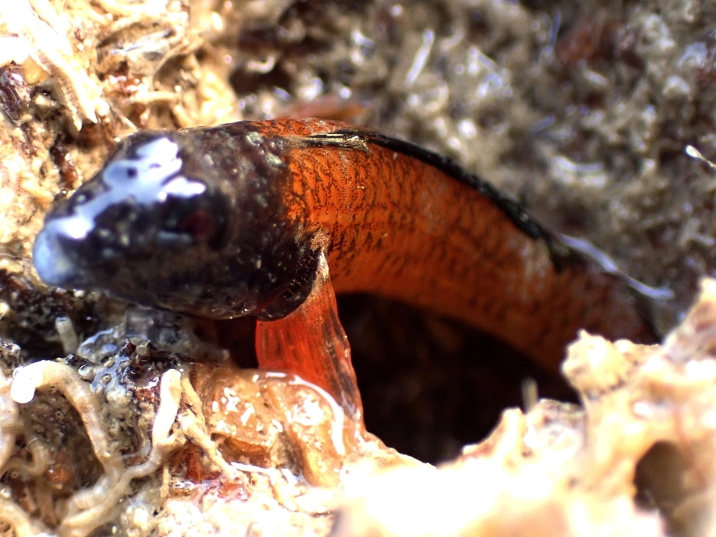 Miyake triplefin (Enneapterygius miyakensis) — Tripterygiidae