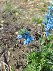 Corydalis pachycentra
