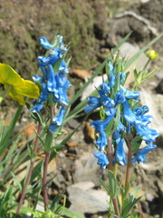 Corydalis pachycentra
