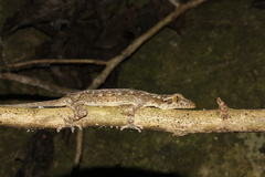 Gekko palmatus