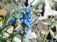Corydalis pachycentra