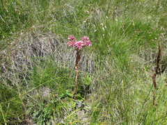 Sempervivum caucasicum