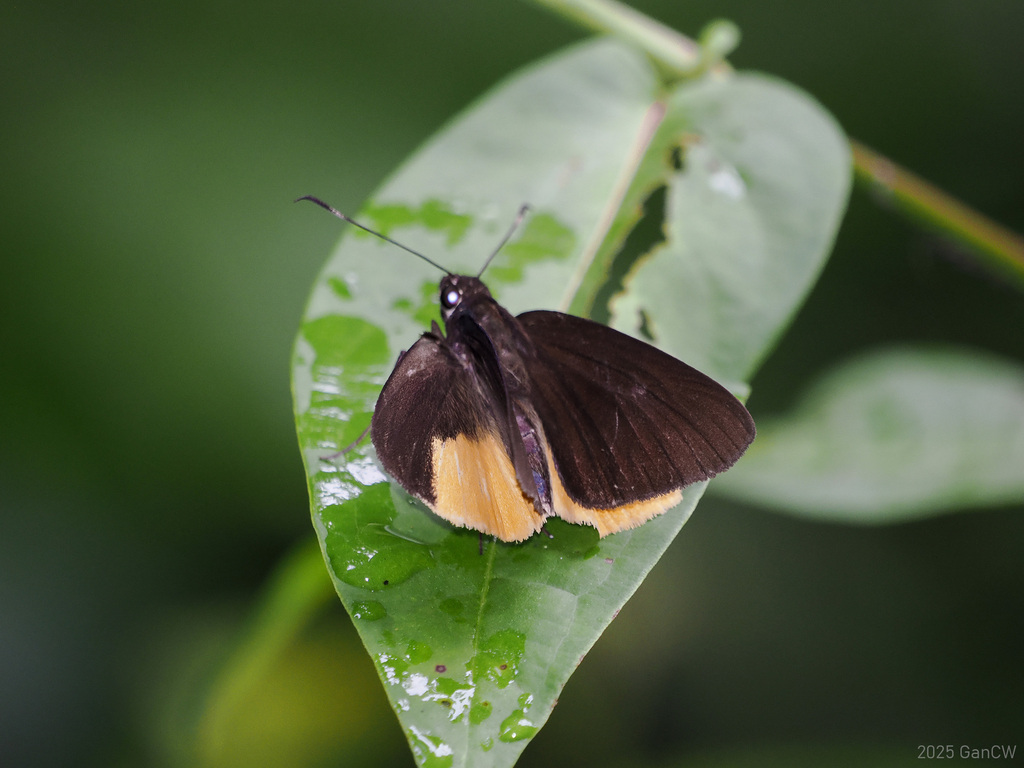 Ancistroides longicornis