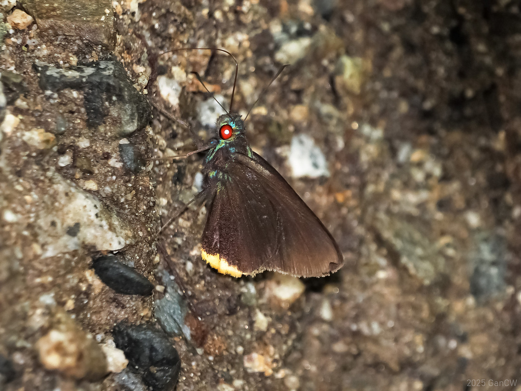 Matapa celsina