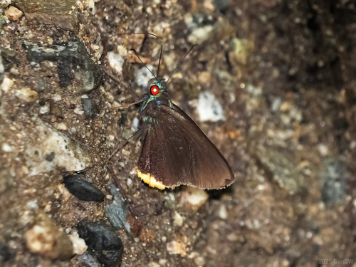 Matapa celsina