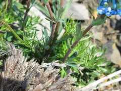 Corydalis pachycentra