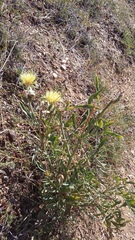 Centaurea orientalis