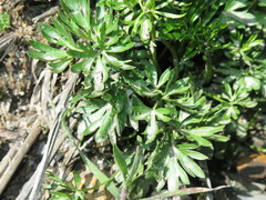 Corydalis pachycentra