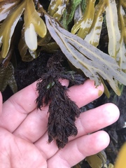 Odonthalia floccosa