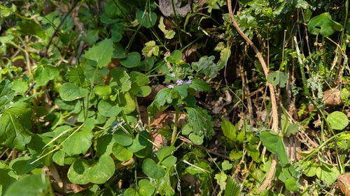 Ajuga dictyocarpa iNat (2)