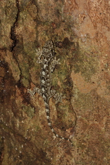 Gekko palmatus