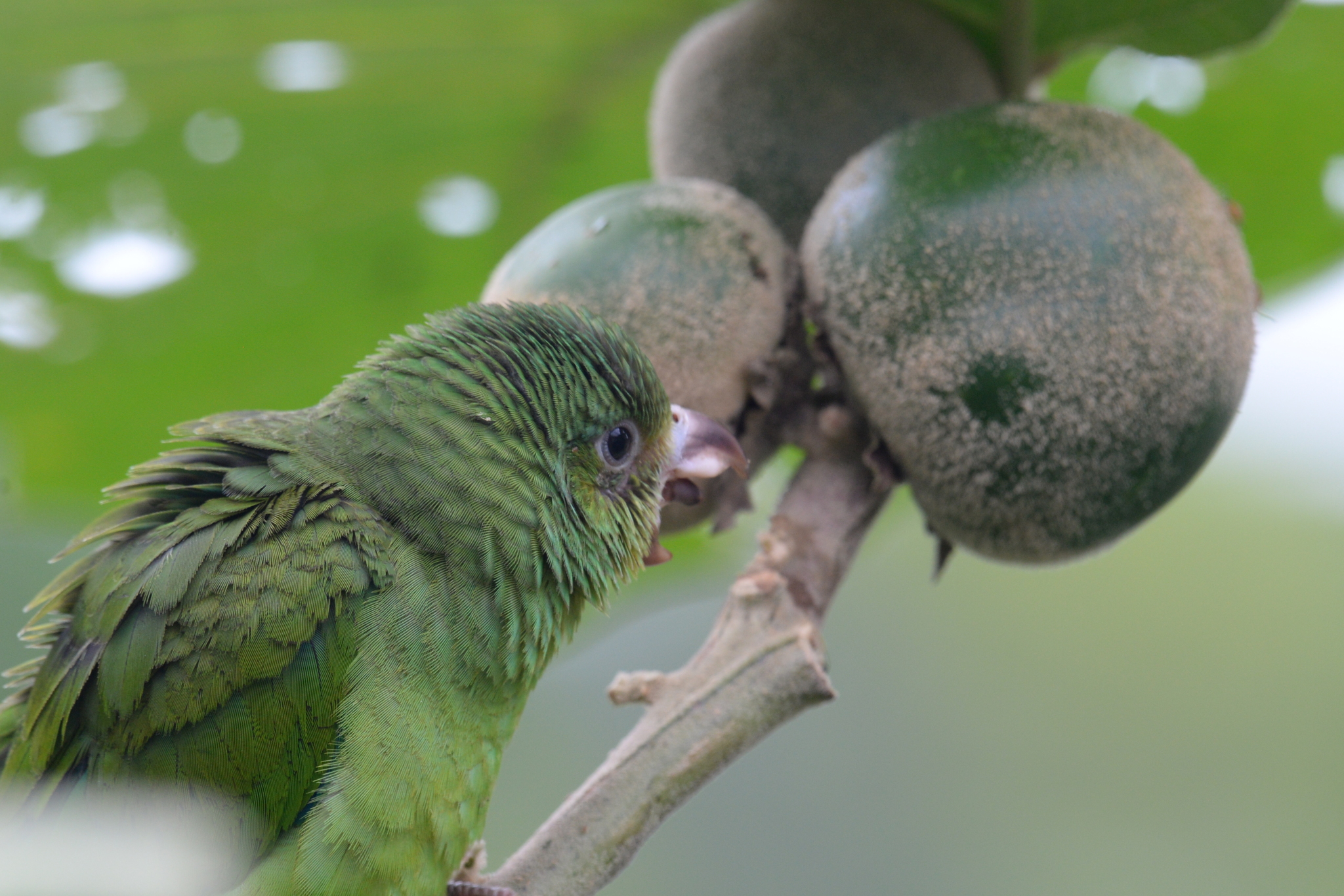 Cobalt-winged Parakeet (Brotogeris cyanoptera), photo 2
