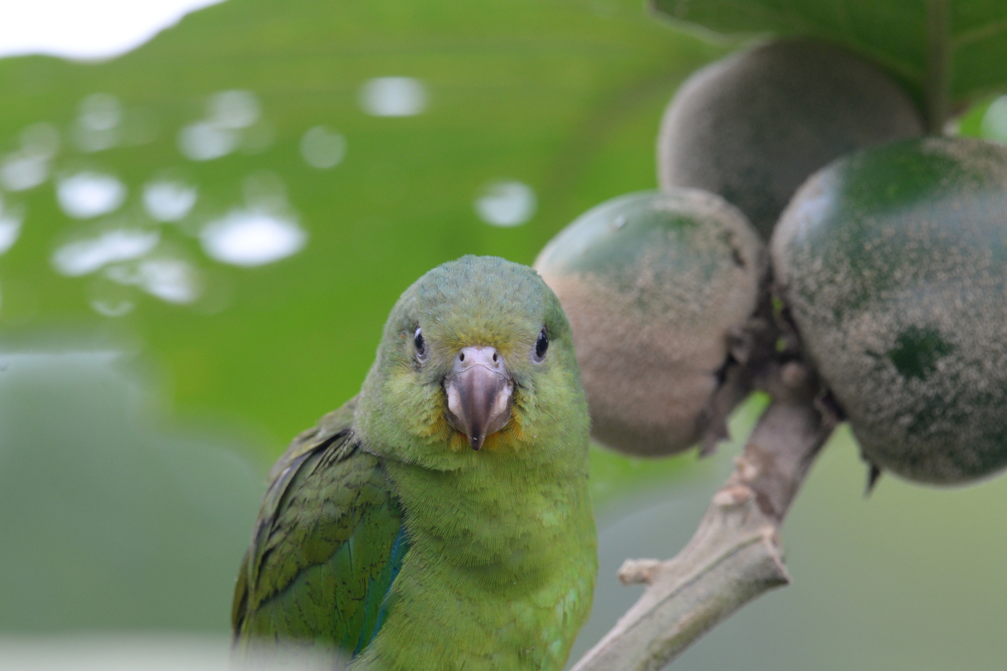 Cobalt-winged Parakeet (Brotogeris cyanoptera), photo 3