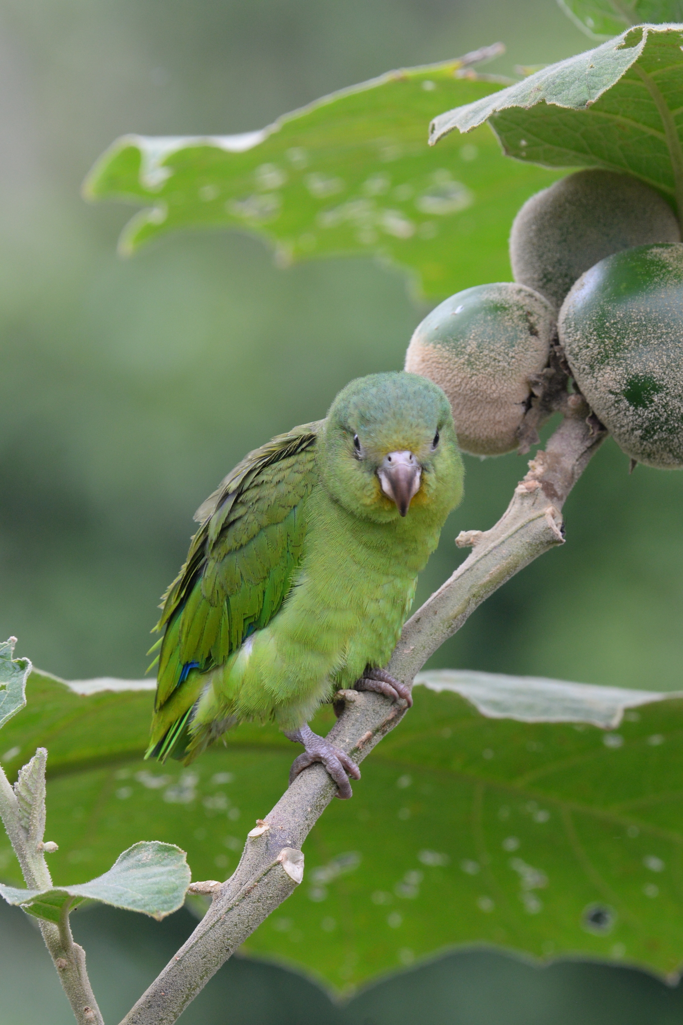 Cobalt-winged Parakeet (Brotogeris cyanoptera), photo 8