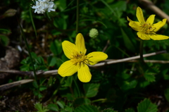 Caltha scaposa