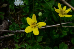 Caltha scaposa