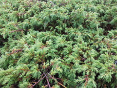 Juniperus communis hemisphaerica