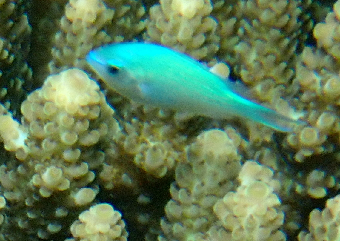 Blue-green Chromis (Chromis viridis) · iNaturalist