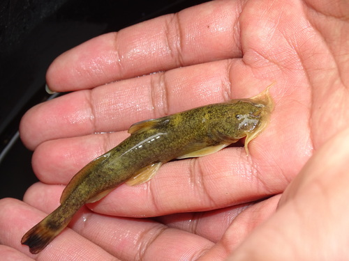 Turkestan catfish (Glyptosternon reticulatum) — Sisoridae — 3