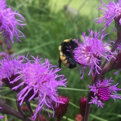 Bombus borealis