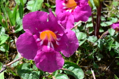 Incarvillea mairei