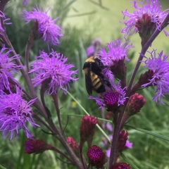 Bombus borealis