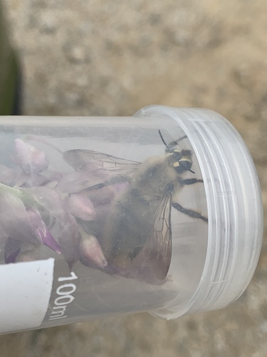 Red-legged Bumble-bee Carpenter