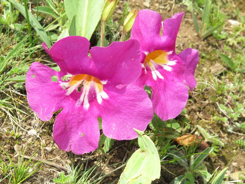 Hardy Gloxinia (Incarvillea mairei)