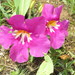Incarvillea mairei - Photo (c) yaoshawn, some rights reserved (CC BY-NC), uploaded by yaoshawn