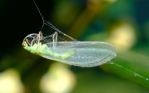 Common green lacewing photo 5