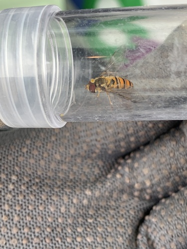 Marmalade Hover Fly