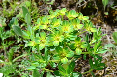 Euphorbia stracheyi